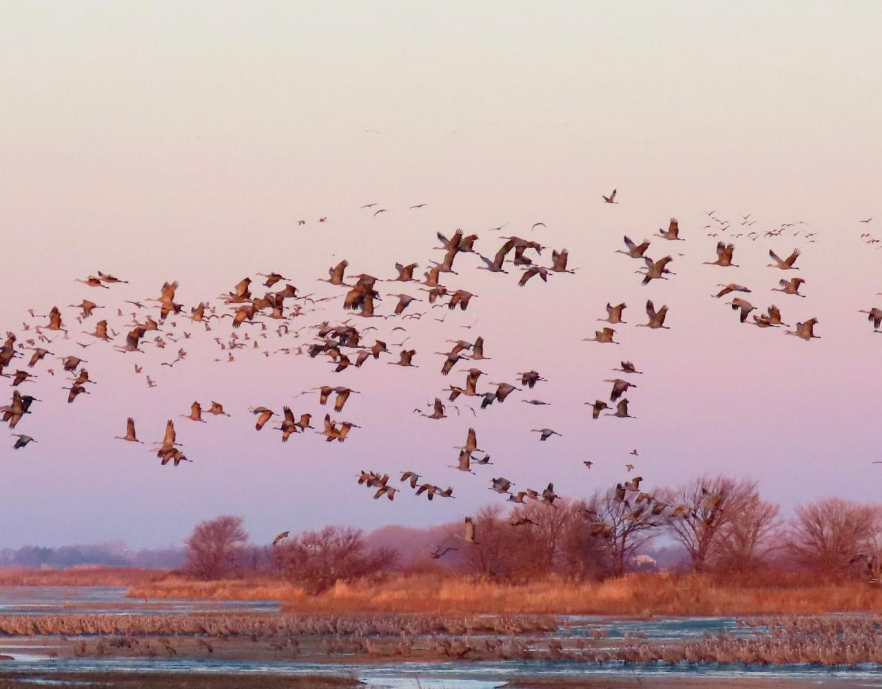 Birding Nebraska, Platte River, Bird watching Nebraska, Audubon Rowe Sanctuary, Naturalist Journeys, Wildlife Tour, Wildlife Photography, Ecotourism, Specialty Birds, Birding Hotspot, Sandhill Cranes