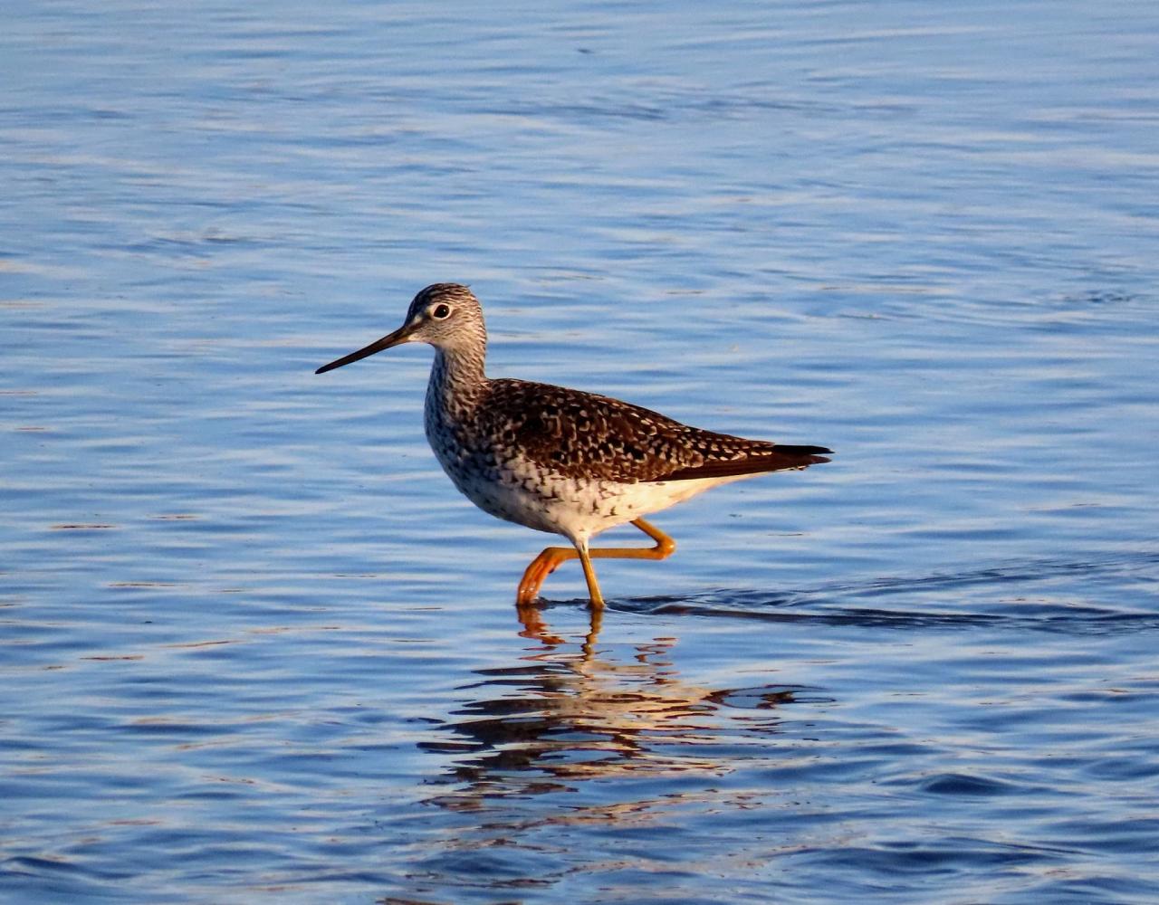 Birding Nebraska, Platte River, Bird watching Nebraska, Audubon Rowe Sanctuary, Naturalist Journeys, Wildlife Tour, Wildlife Photography, Ecotourism, Specialty Birds, Birding Hotspot, Sandhill Cranes