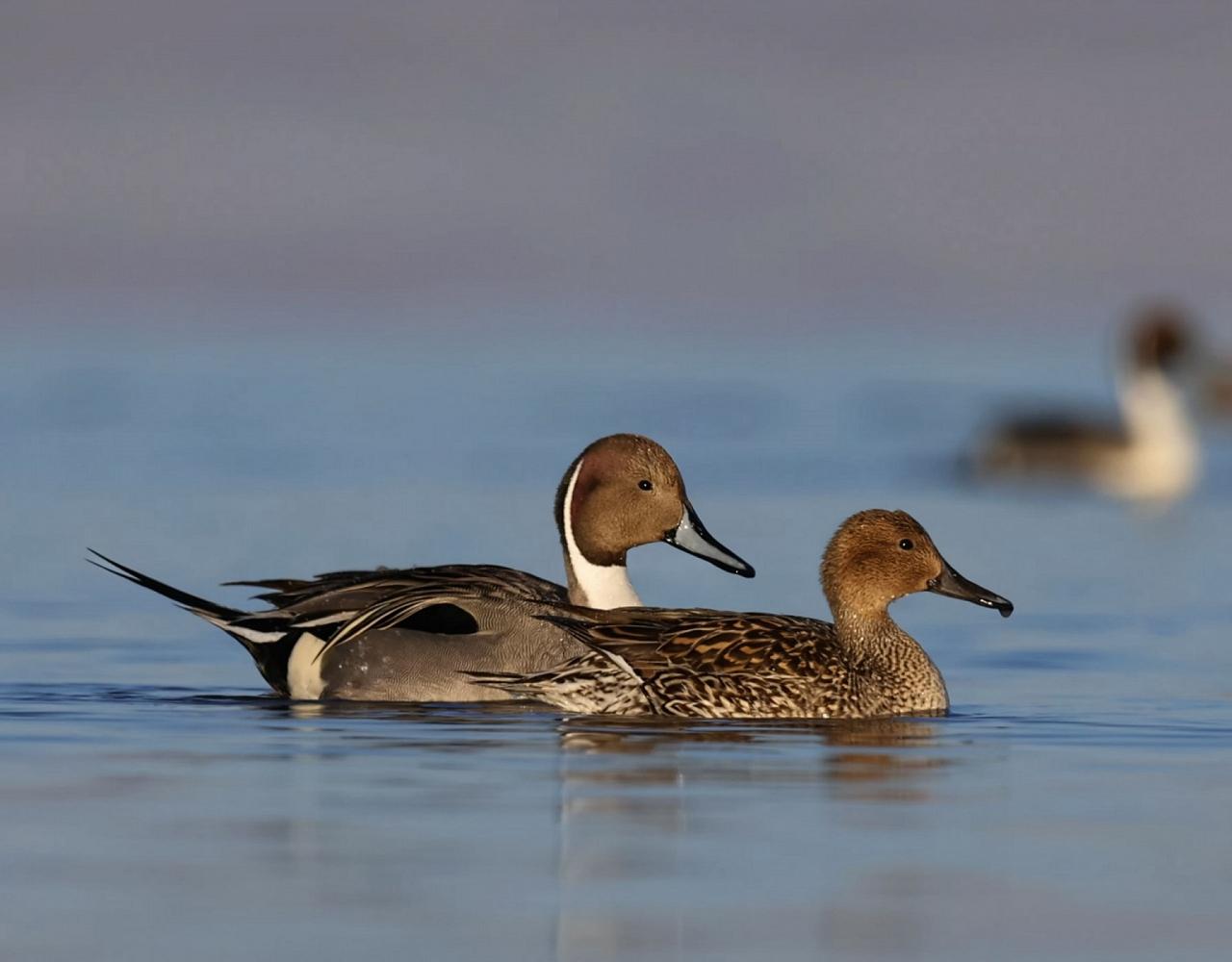 Birding Nebraska, Platte River, Bird watching Nebraska, Audubon Rowe Sanctuary, Naturalist Journeys, Wildlife Tour, Wildlife Photography, Ecotourism, Specialty Birds, Birding Hotspot, Sandhill Cranes