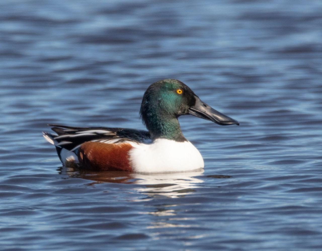 Birding Nebraska, Platte River, Bird watching Nebraska, Audubon Rowe Sanctuary, Naturalist Journeys, Wildlife Tour, Wildlife Photography, Ecotourism, Specialty Birds, Birding Hotspot, Sandhill Cranes