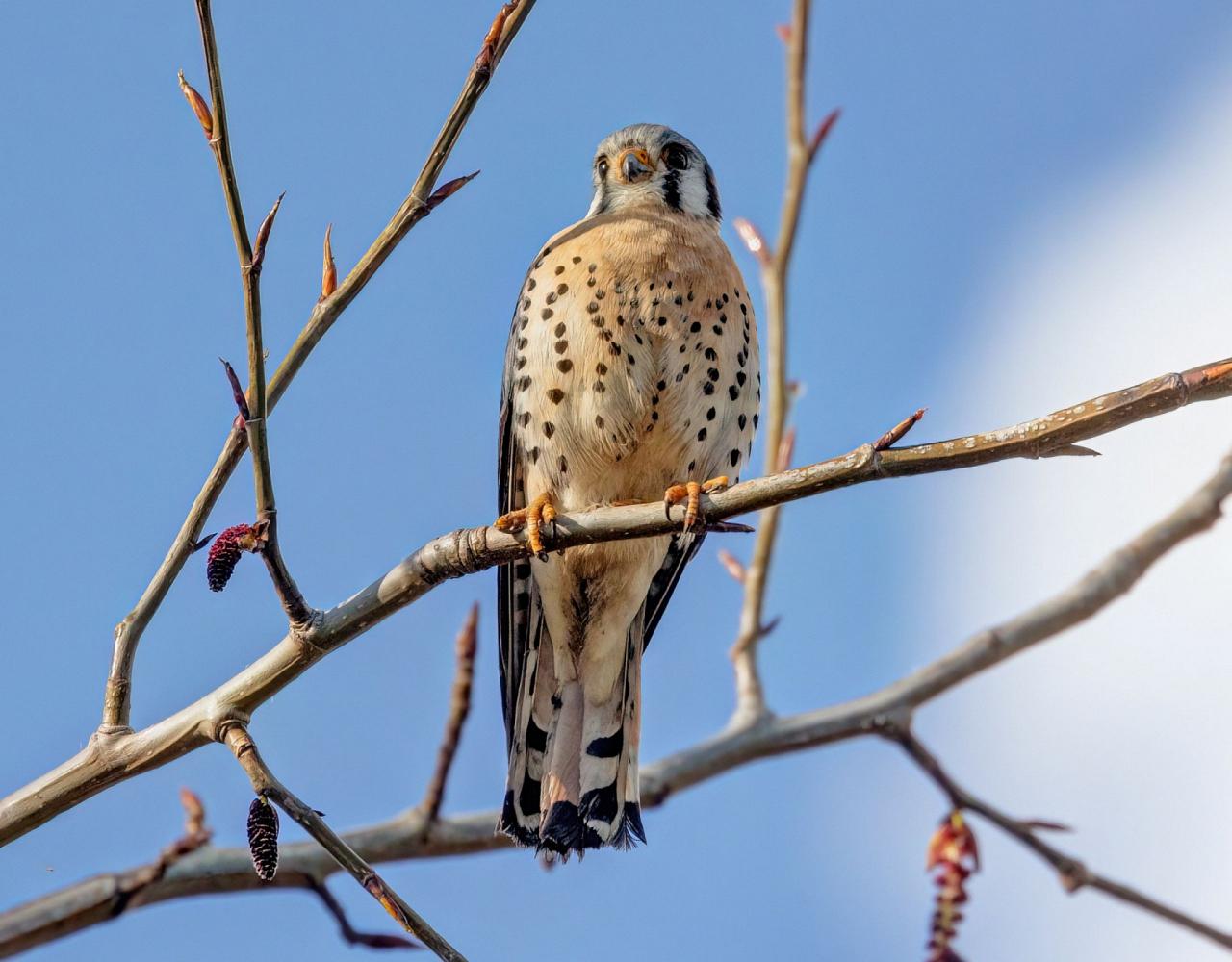 Birding Nebraska, Platte River, Bird watching Nebraska, Audubon Rowe Sanctuary, Naturalist Journeys, Wildlife Tour, Wildlife Photography, Ecotourism, Specialty Birds, Birding Hotspot, Sandhill Cranes