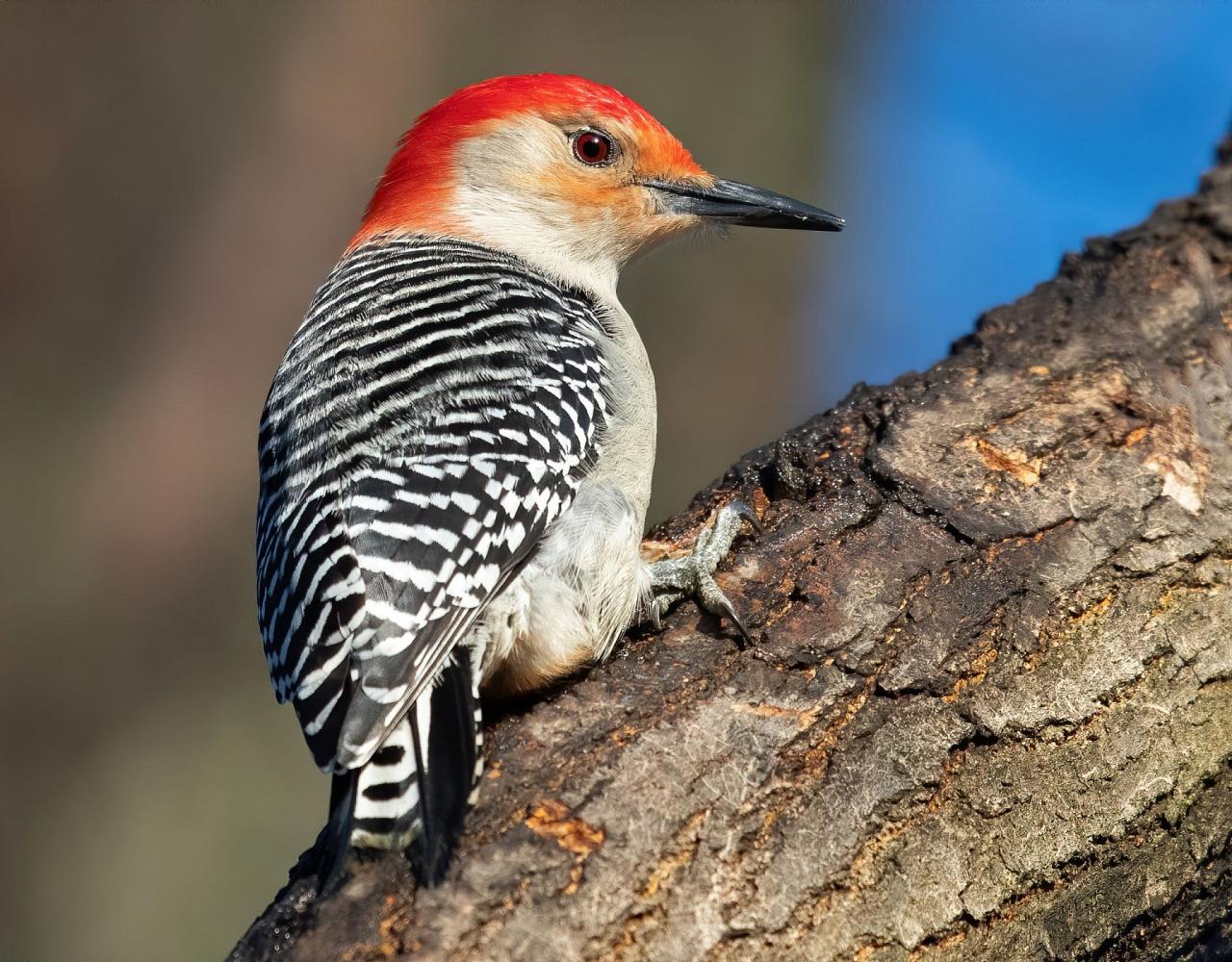 Birding Nebraska, Platte River, Bird watching Nebraska, Audubon Rowe Sanctuary, Naturalist Journeys, Wildlife Tour, Wildlife Photography, Ecotourism, Specialty Birds, Birding Hotspot, Sandhill Cranes