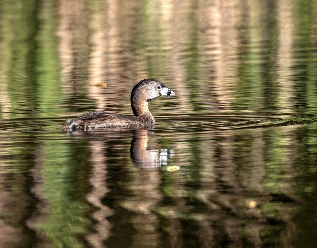 Birding Nebraska, Platte River, Bird watching Nebraska, Audubon Rowe Sanctuary, Naturalist Journeys, Wildlife Tour, Wildlife Photography, Ecotourism, Specialty Birds, Birding Hotspot, Sandhill Cranes