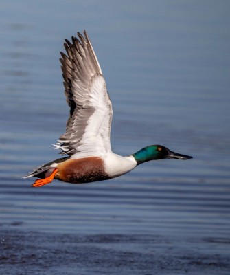 Birding Nebraska, Platte River, Bird watching Nebraska, Audubon Rowe Sanctuary, Naturalist Journeys, Wildlife Tour, Wildlife Photography, Ecotourism, Specialty Birds, Birding Hotspot, Sandhill Cranes