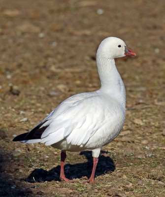 Birding Nebraska, Platte River, Bird watching Nebraska, Audubon Rowe Sanctuary, Naturalist Journeys, Wildlife Tour, Wildlife Photography, Ecotourism, Specialty Birds, Birding Hotspot, Sandhill Cranes