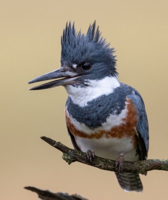 Birding Nebraska, Platte River, Bird watching Nebraska, Audubon Rowe Sanctuary, Naturalist Journeys, Wildlife Tour, Wildlife Photography, Ecotourism, Specialty Birds, Birding Hotspot, Sandhill Cranes