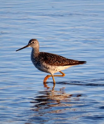 Birding Nebraska, Platte River, Bird watching Nebraska, Audubon Rowe Sanctuary, Naturalist Journeys, Wildlife Tour, Wildlife Photography, Ecotourism, Specialty Birds, Birding Hotspot, Sandhill Cranes