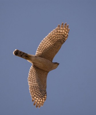 Birding Nebraska, Platte River, Bird watching Nebraska, Audubon Rowe Sanctuary, Naturalist Journeys, Wildlife Tour, Wildlife Photography, Ecotourism, Specialty Birds, Birding Hotspot, Sandhill Cranes