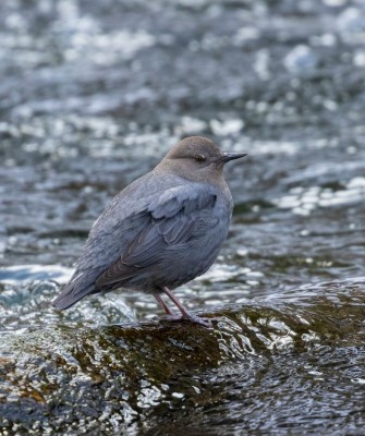 Birding Nebraska, Platte River, Bird watching Nebraska, Audubon Rowe Sanctuary, Naturalist Journeys, Wildlife Tour, Wildlife Photography, Ecotourism, Specialty Birds, Birding Hotspot, Sandhill Cranes