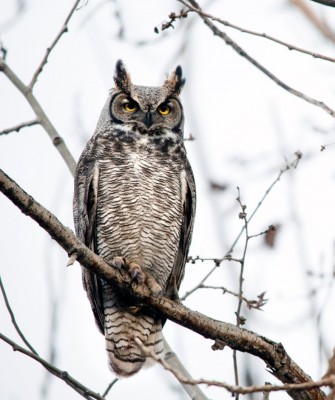 Birding Nebraska, Platte River, Bird watching Nebraska, Audubon Rowe Sanctuary, Naturalist Journeys, Wildlife Tour, Wildlife Photography, Ecotourism, Specialty Birds, Birding Hotspot, Sandhill Cranes