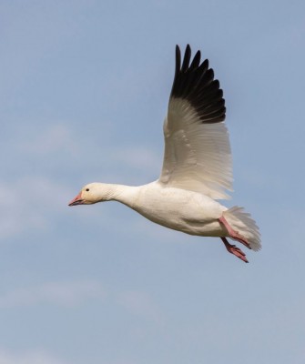 Birding Nebraska, Platte River, Bird watching Nebraska, Audubon Rowe Sanctuary, Naturalist Journeys, Wildlife Tour, Wildlife Photography, Ecotourism, Specialty Birds, Birding Hotspot, Sandhill Cranes