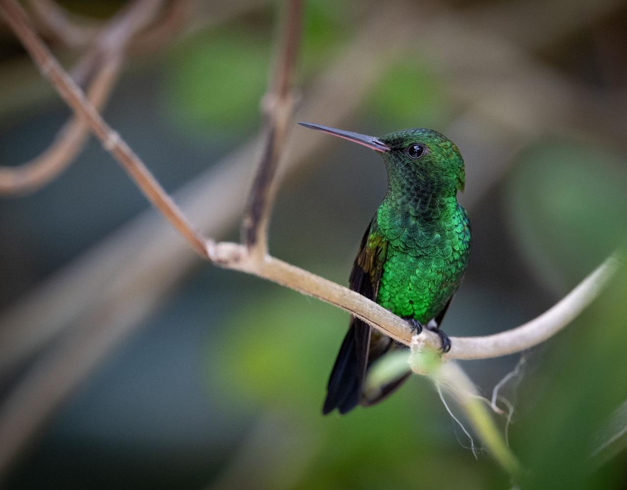 Birding Trinidad, Bird watching Trinidad, South American birds, Naturalist Journeys, Wildlife Tour, Wildlife Photography, Ecotourism, Specialty Birds, Endemic Birds, Birding Hotspot, Asa Wright Nature Center