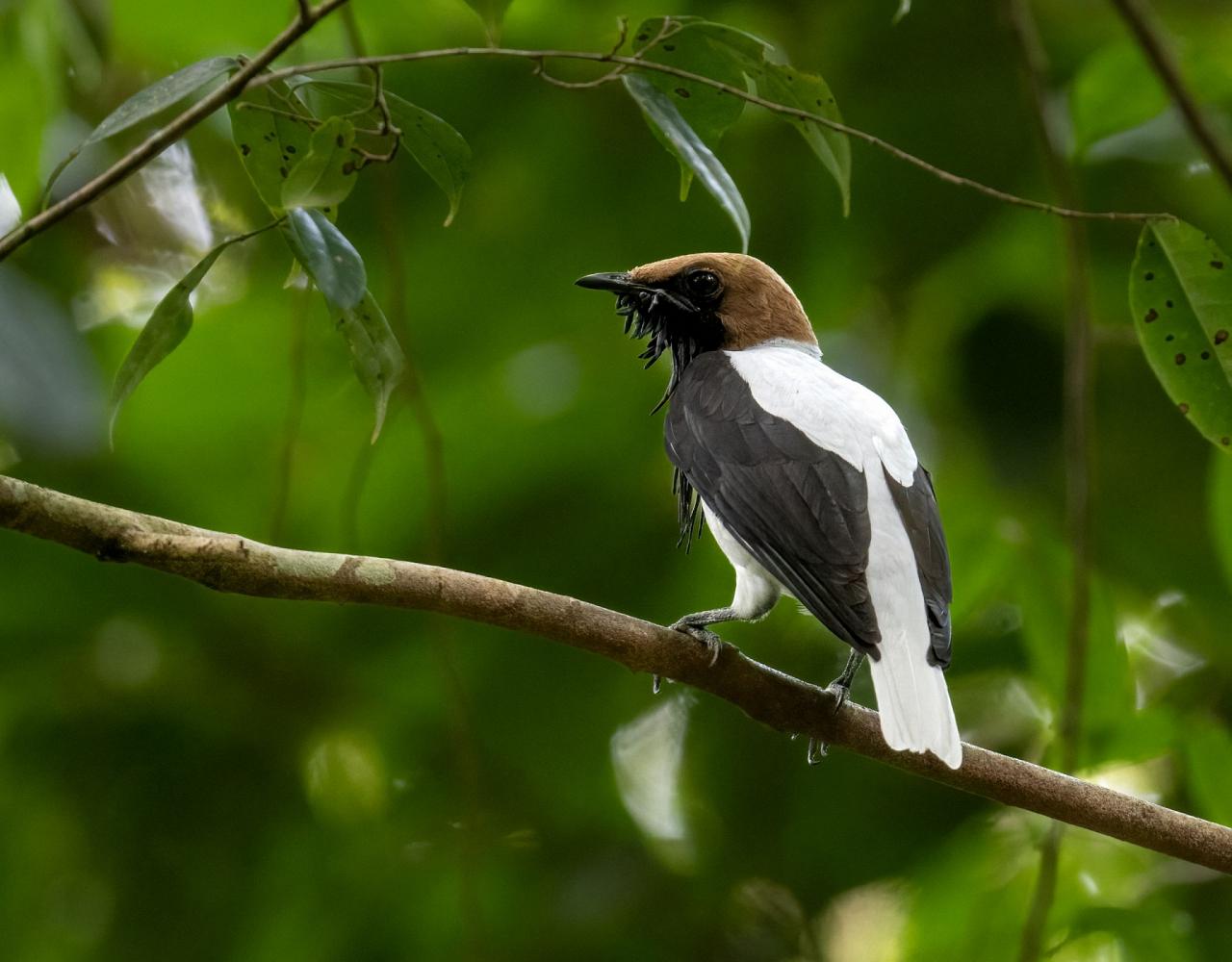 Birding Trinidad, Bird watching Trinidad, South American birds, Naturalist Journeys, Wildlife Tour, Wildlife Photography, Ecotourism, Specialty Birds, Endemic Birds, Birding Hotspot, Asa Wright Nature Center