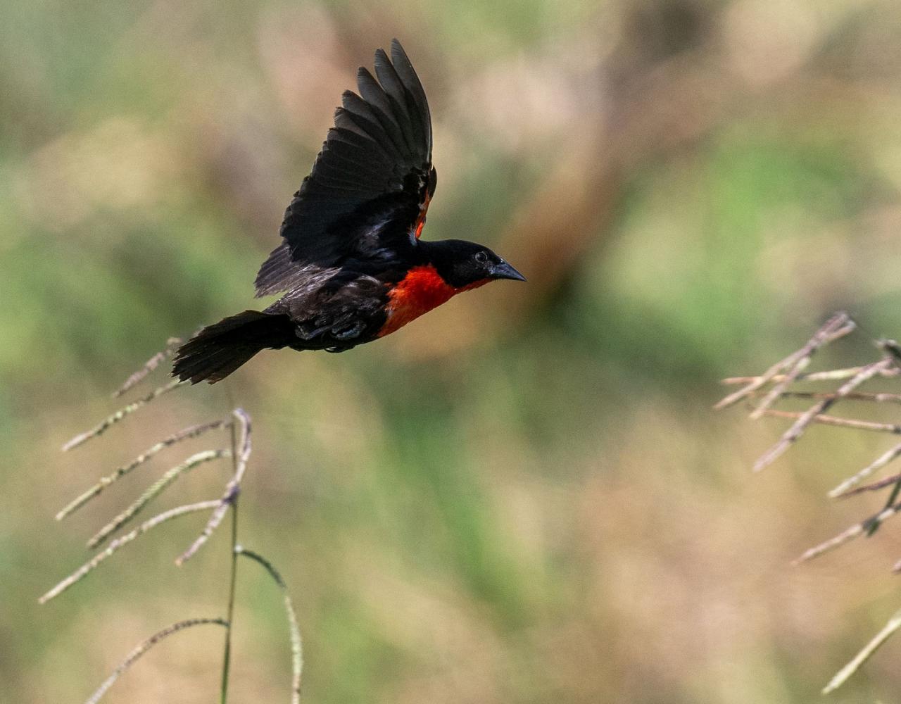 Birding Trinidad, Bird watching Trinidad, South American birds, Naturalist Journeys, Wildlife Tour, Wildlife Photography, Ecotourism, Specialty Birds, Endemic Birds, Birding Hotspot, Asa Wright Nature Center