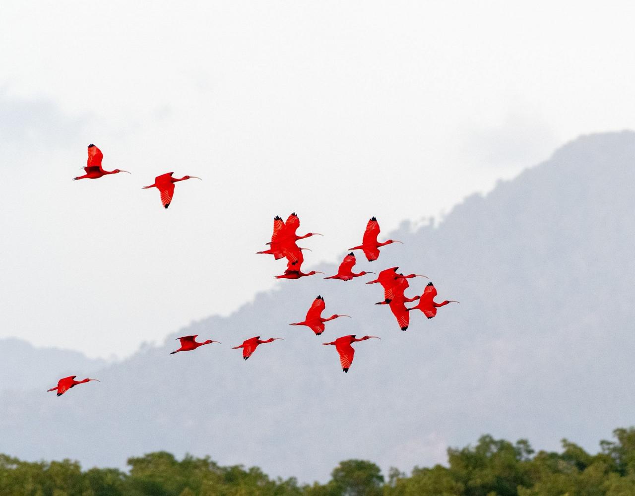 Birding Trinidad, Bird watching Trinidad, South American birds, Naturalist Journeys, Wildlife Tour, Wildlife Photography, Ecotourism, Specialty Birds, Endemic Birds, Birding Hotspot, Asa Wright Nature Center