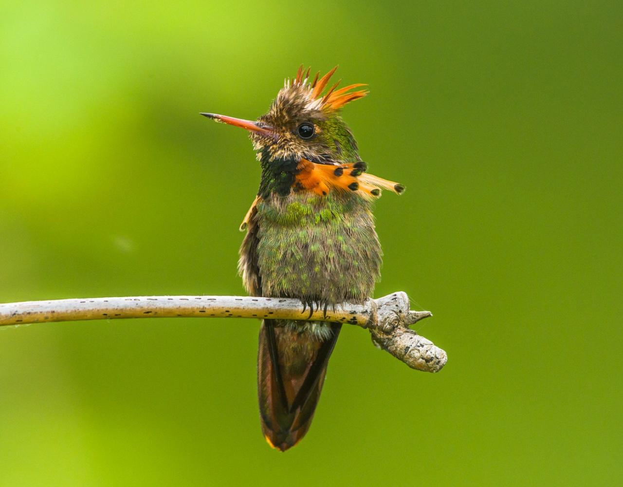 Birding Trinidad, Bird watching Trinidad, South American birds, Naturalist Journeys, Wildlife Tour, Wildlife Photography, Ecotourism, Specialty Birds, Endemic Birds, Birding Hotspot, Asa Wright Nature Center