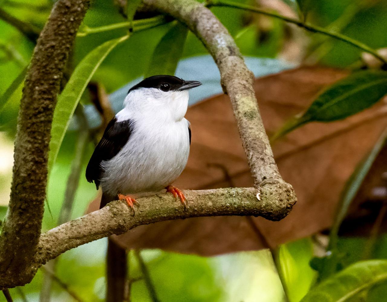 Birding Trinidad, Bird watching Trinidad, South American birds, Naturalist Journeys, Wildlife Tour, Wildlife Photography, Ecotourism, Specialty Birds, Endemic Birds, Birding Hotspot, Asa Wright Nature Center