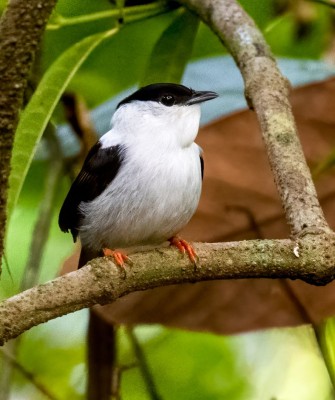 Birding Trinidad, Bird watching Trinidad, South American birds, Naturalist Journeys, Wildlife Tour, Wildlife Photography, Ecotourism, Specialty Birds, Endemic Birds, Birding Hotspot, Asa Wright Nature Center