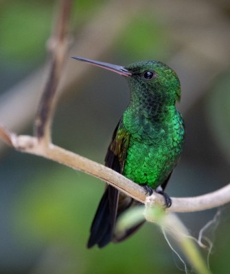 Birding Trinidad, Bird watching Trinidad, South American birds, Naturalist Journeys, Wildlife Tour, Wildlife Photography, Ecotourism, Specialty Birds, Endemic Birds, Birding Hotspot, Asa Wright Nature Center