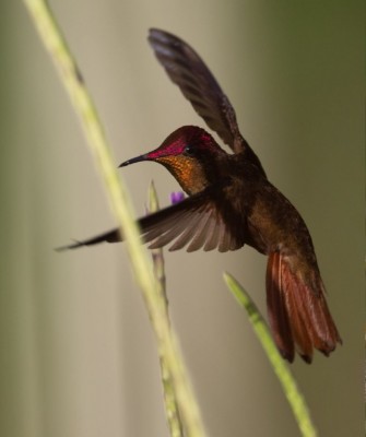 Birding Trinidad, Bird watching Trinidad, South American birds, Naturalist Journeys, Wildlife Tour, Wildlife Photography, Ecotourism, Specialty Birds, Endemic Birds, Birding Hotspot, Asa Wright Nature Center