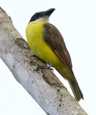 Birding Panama, Bird watching Panama, Panama Nature Tour, Naturalist Journeys, Wildlife Tour, Wildlife Photography, Ecotourism, Specialty Birds, Birding Hotspot