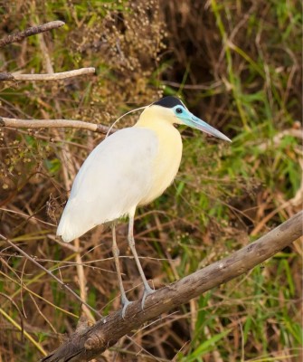 Birding Panama, Bird watching Panama, Panama Nature Tour, Naturalist Journeys, Wildlife Tour, Wildlife Photography, Ecotourism, Specialty Birds, Birding Hotspot