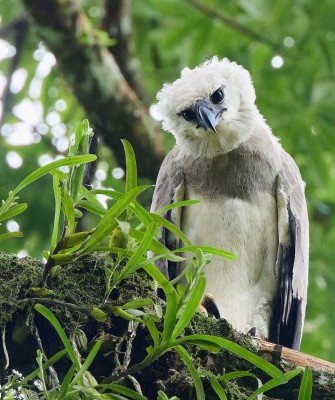 Birding Panama, Bird watching Panama, Panama Nature Tour, Naturalist Journeys, Wildlife Tour, Wildlife Photography, Ecotourism, Specialty Birds, Birding Hotspot