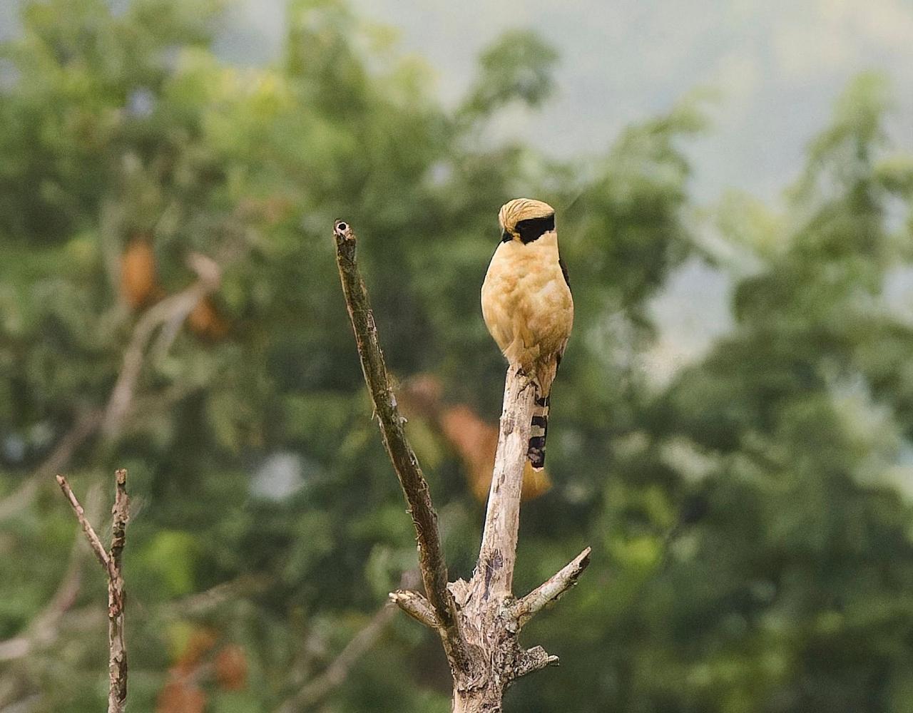 Birding Panama, Bird watching Panama, Panama Nature Tour, Tranquilo Bay, Naturalist Journeys, Wildlife Tour, Wildlife Photography, Ecotourism, Specialty Birds, Birding Hotspot