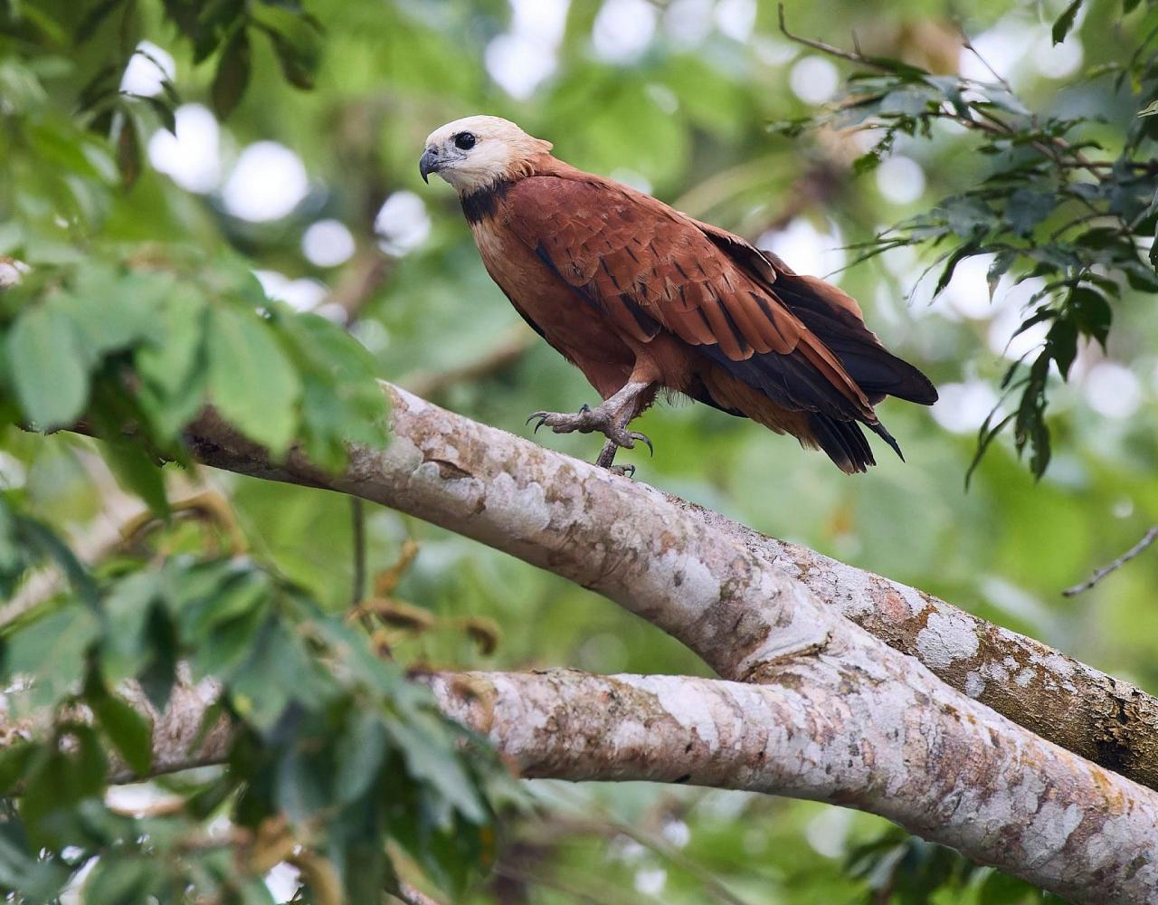 Birding Panama, Bird watching Panama, Panama Nature Tour, Tranquilo Bay, Naturalist Journeys, Wildlife Tour, Wildlife Photography, Ecotourism, Specialty Birds, Birding Hotspot