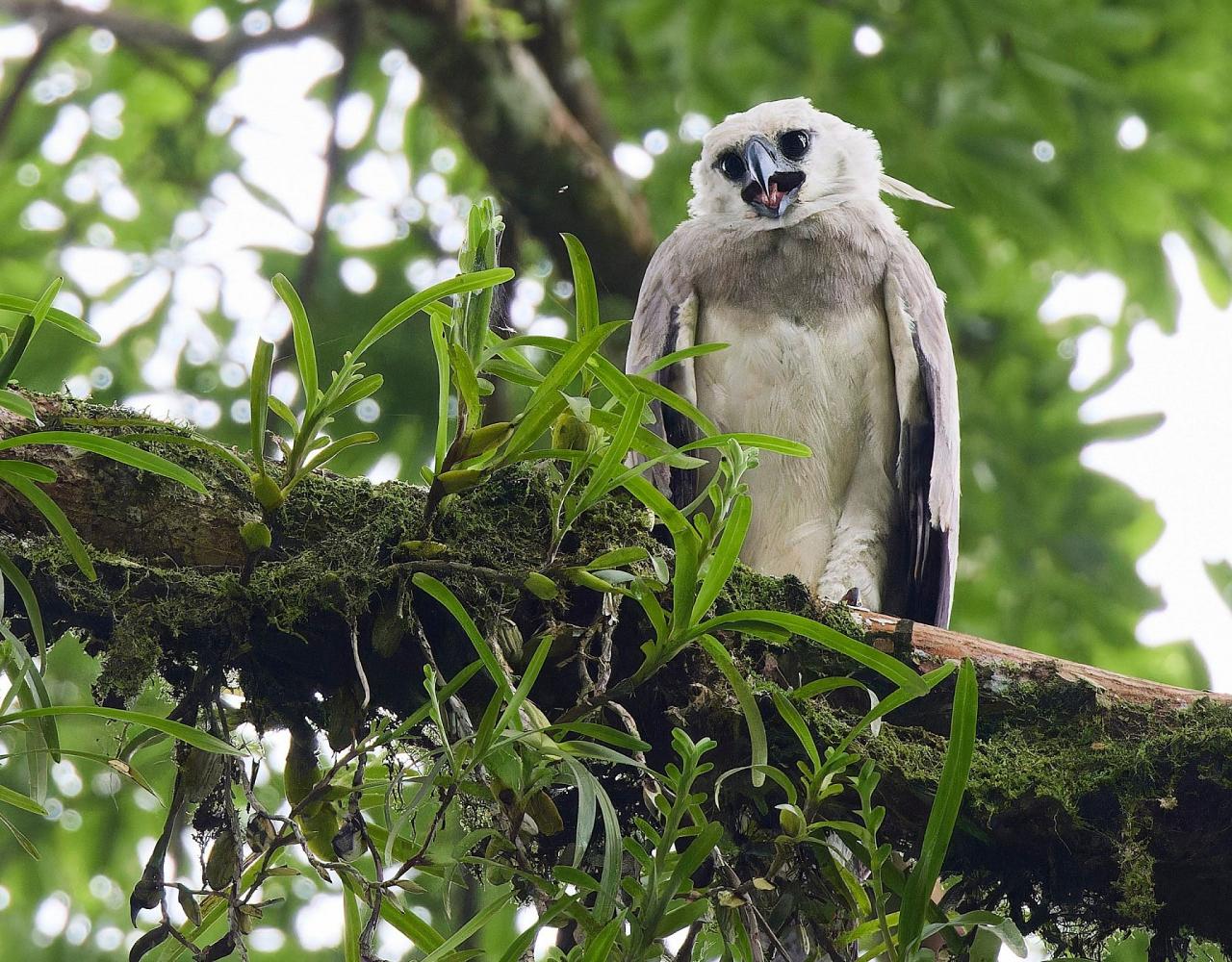 Birding Panama, Bird watching Panama, Panama Nature Tour, Tranquilo Bay, Naturalist Journeys, Wildlife Tour, Wildlife Photography, Ecotourism, Specialty Birds, Birding Hotspot