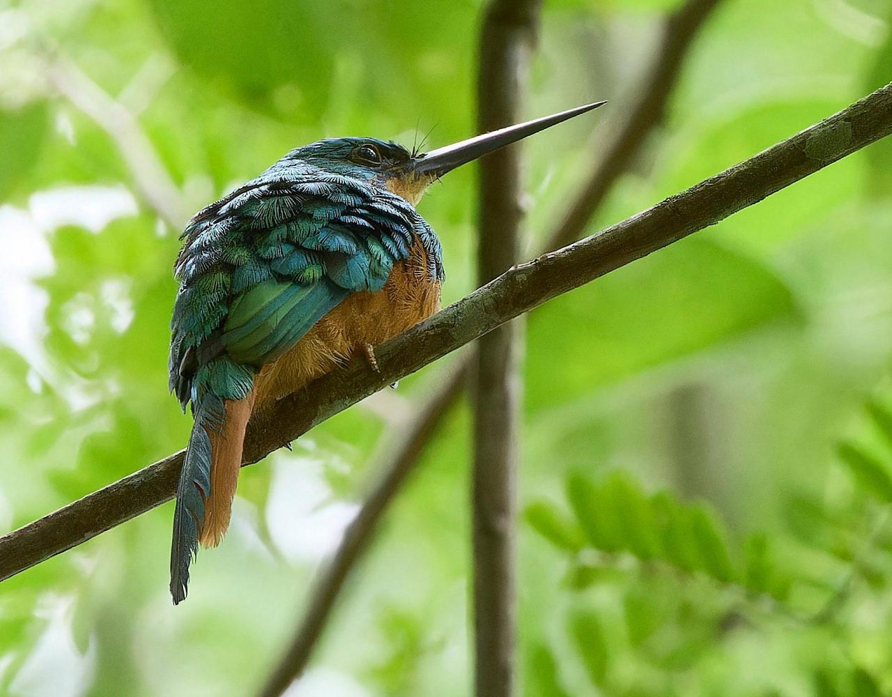 Birding Panama, Bird watching Panama, Panama Nature Tour, Tranquilo Bay, Naturalist Journeys, Wildlife Tour, Wildlife Photography, Ecotourism, Specialty Birds, Birding Hotspot