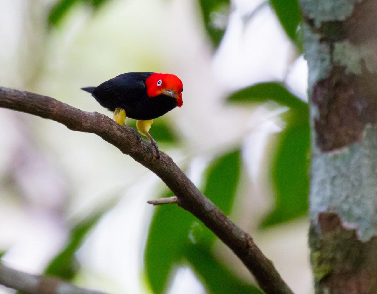 Birding Panama, Panama Nature, Central America, Bird watching Panama, Neotropical Birds, Naturalist Journeys, Wildlife Tour, Wildlife Photography, Ecotourism, Specialty Birds, Birding Hotspot