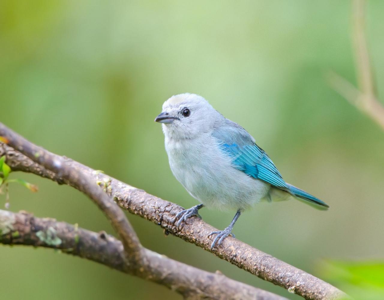 Birding Panama, Bird watching Panama, Panama Nature Tour, Tranquilo Bay, Naturalist Journeys, Wildlife Tour, Wildlife Photography, Ecotourism, Specialty Birds, Birding Hotspot