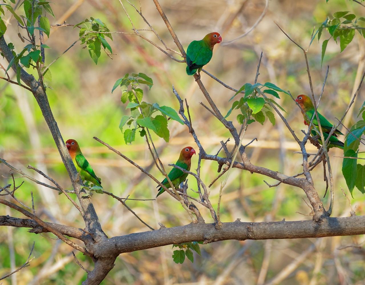 Birding Zimbabwe, Bird watching Zambia, Africa, African Safari Journeys, Wildlife Tour, Wildlife Photography, Ecotourism, Specialty Birds, Birding Hotspot