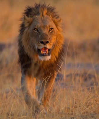 Lion, Birding Zimbabwe, Bird watching Zambia, Africa, African Safari Journeys, Wildlife Tour, Wildlife Photography, Ecotourism, Specialty Birds, Birding Hotspot