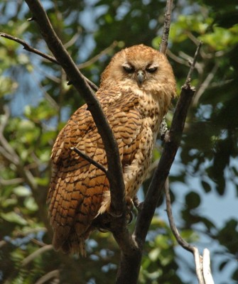 Pel's Fishing Owl, Birding Zimbabwe, Bird watching Zambia, Africa, African Safari Journeys, Wildlife Tour, Wildlife Photography, Ecotourism, Specialty Birds, Birding Hotspot