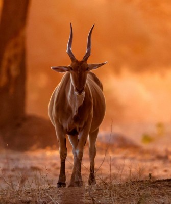 Common Eland, Birding Zimbabwe, Bird watching Zambia, Africa, African Safari Journeys, Wildlife Tour, Wildlife Photography, Ecotourism, Specialty Birds, Birding Hotspot