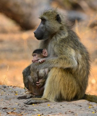 Baboon, Birding Zimbabwe, Bird watching Zambia, Africa, African Safari Journeys, Wildlife Tour, Wildlife Photography, Ecotourism, Specialty Birds, Birding Hotspot