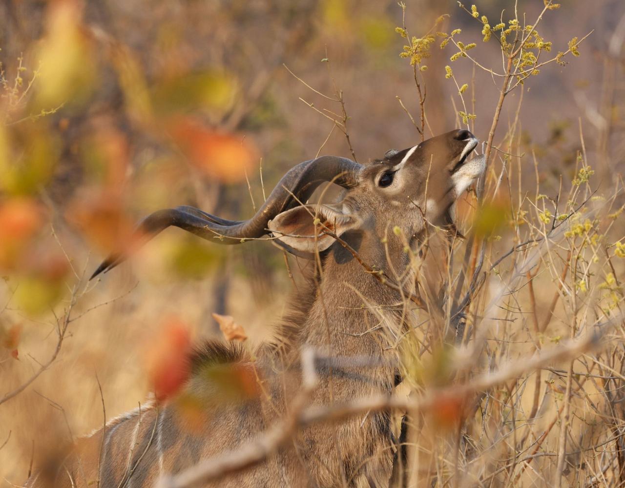 Birding Zambia, Africa, African Safari Journeys, Wildlife Tour, Wildlife Photography, Ecotourism, Specialty Birds, Birding Hotspot