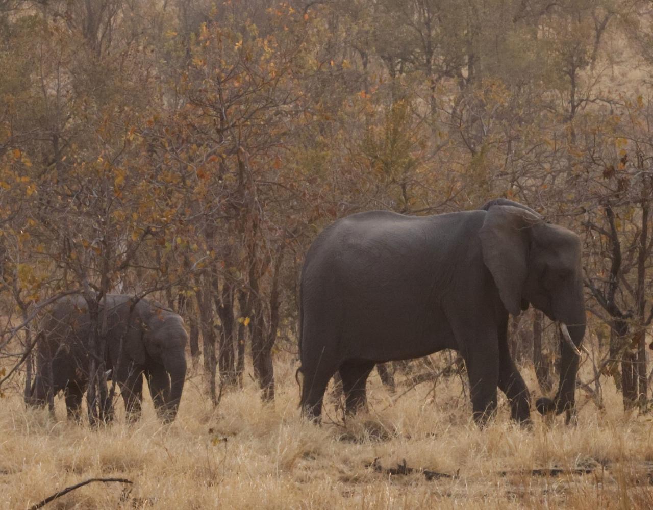 Birding Zambia, Africa, African Safari Journeys, Wildlife Tour, Wildlife Photography, Ecotourism, Specialty Birds, Birding Hotspot