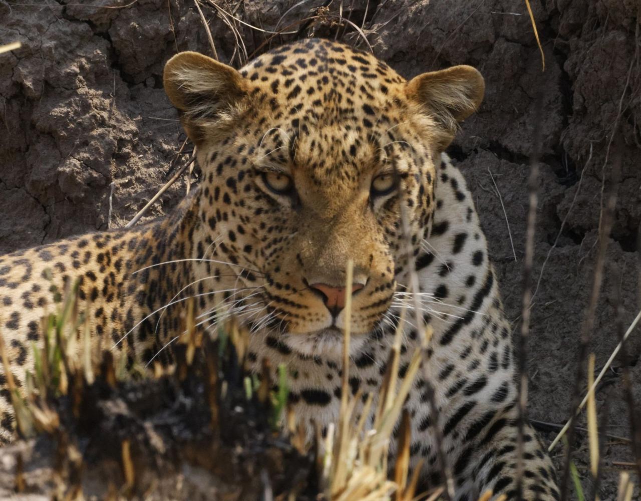 Birding Zambia, Africa, African Safari Journeys, Wildlife Tour, Wildlife Photography, Ecotourism, Specialty Birds, Birding Hotspot