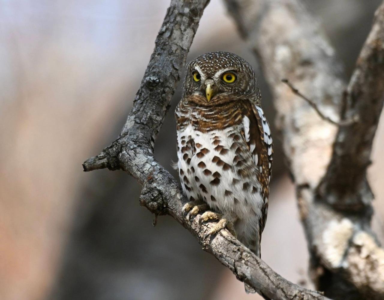 Birding Zambia, Africa, African Safari Journeys, Wildlife Tour, Wildlife Photography, Ecotourism, Specialty Birds, Birding Hotspot