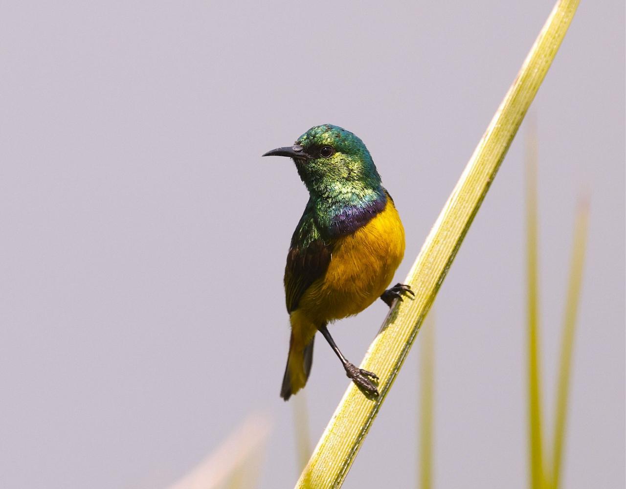 Birding Zambia, Africa, African Safari Journeys, Wildlife Tour, Wildlife Photography, Ecotourism, Specialty Birds, Birding Hotspot