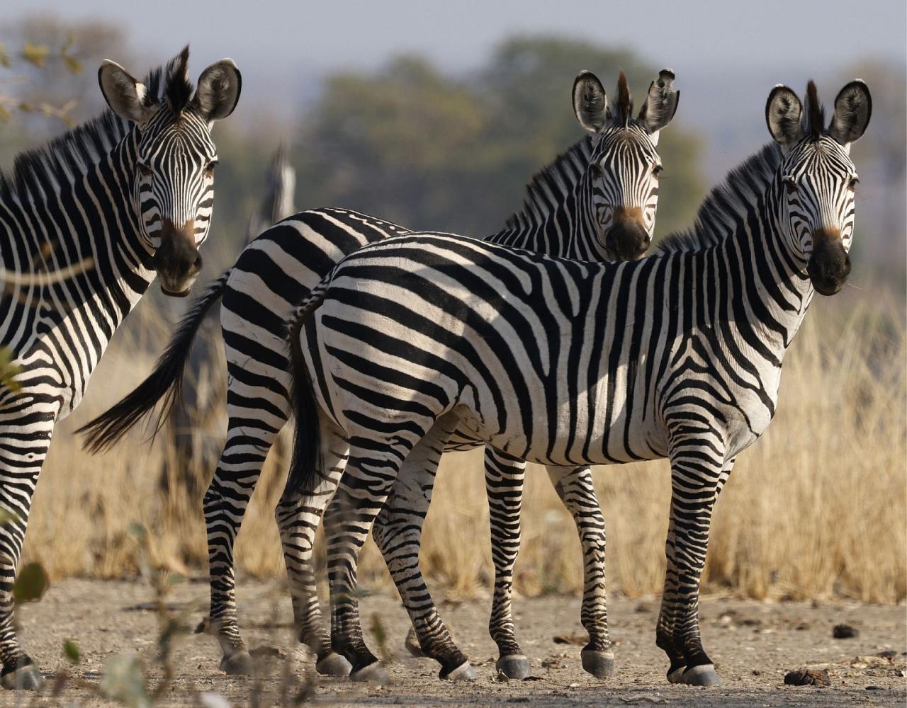 Birding Zambia, Africa, African Safari Journeys, Wildlife Tour, Wildlife Photography, Ecotourism, Specialty Birds, Birding Hotspot