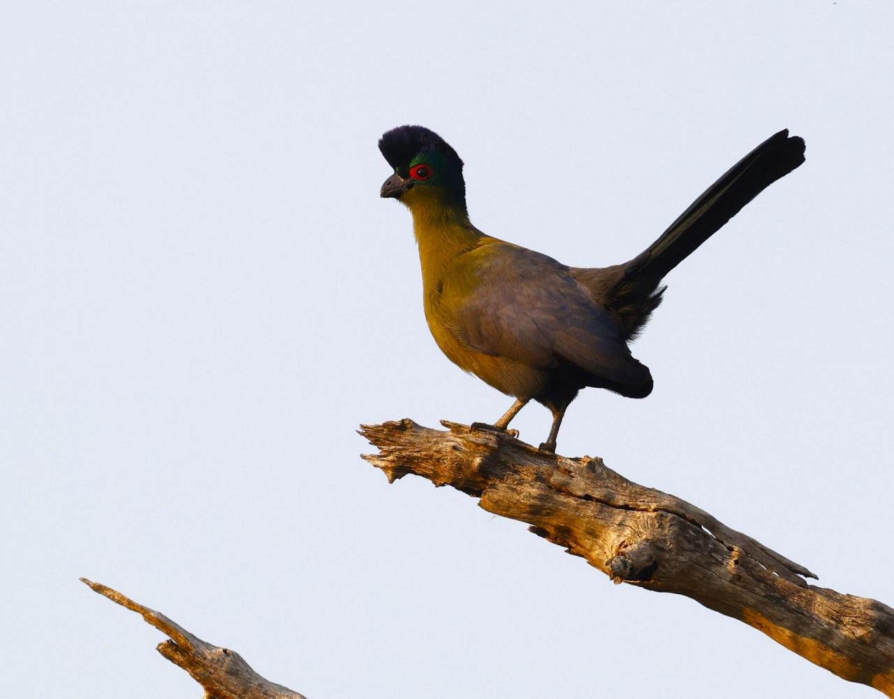 Birding Zambia, Africa, African Safari Journeys, Wildlife Tour, Wildlife Photography, Ecotourism, Specialty Birds, Birding Hotspot