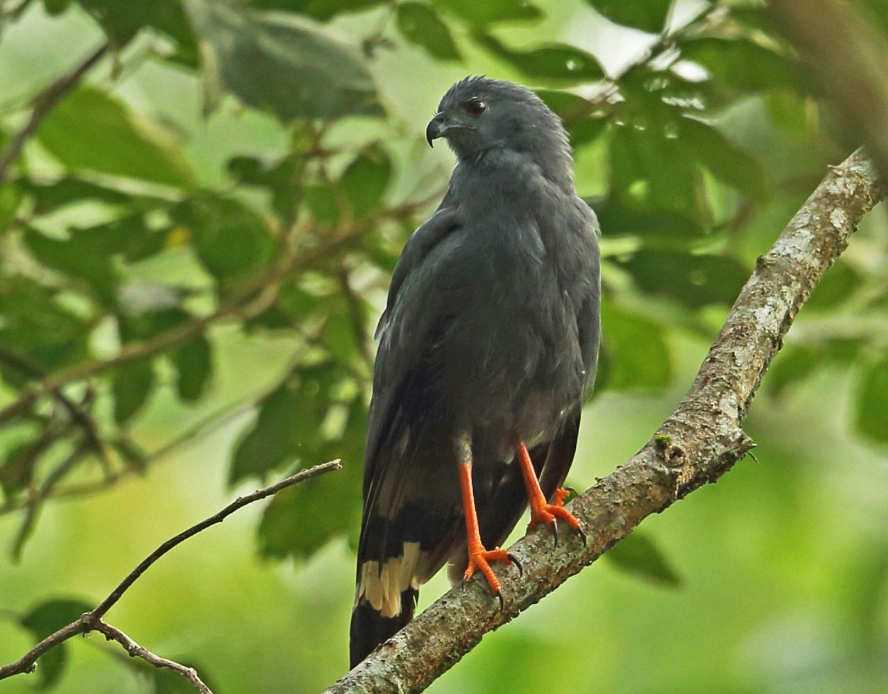 Birding Mexico, Birding North America, Bird watching Mexico, Alamos, Nature Tour, Naturalist Journeys, Wildlife Tour, Wildlife Photography, Ecotourism, Specialty Birds, Birding Hotspot, Sea of Cortez