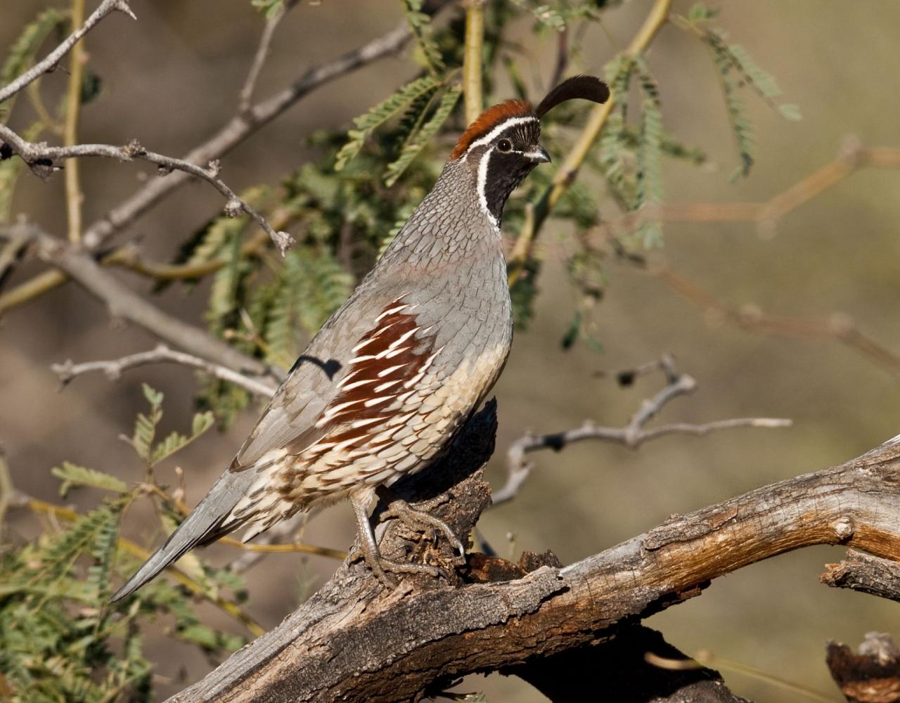 Birding Mexico, Birding North America, Bird watching Mexico, Alamos, Nature Tour, Naturalist Journeys, Wildlife Tour, Wildlife Photography, Ecotourism, Specialty Birds, Birding Hotspot, Sea of Cortez