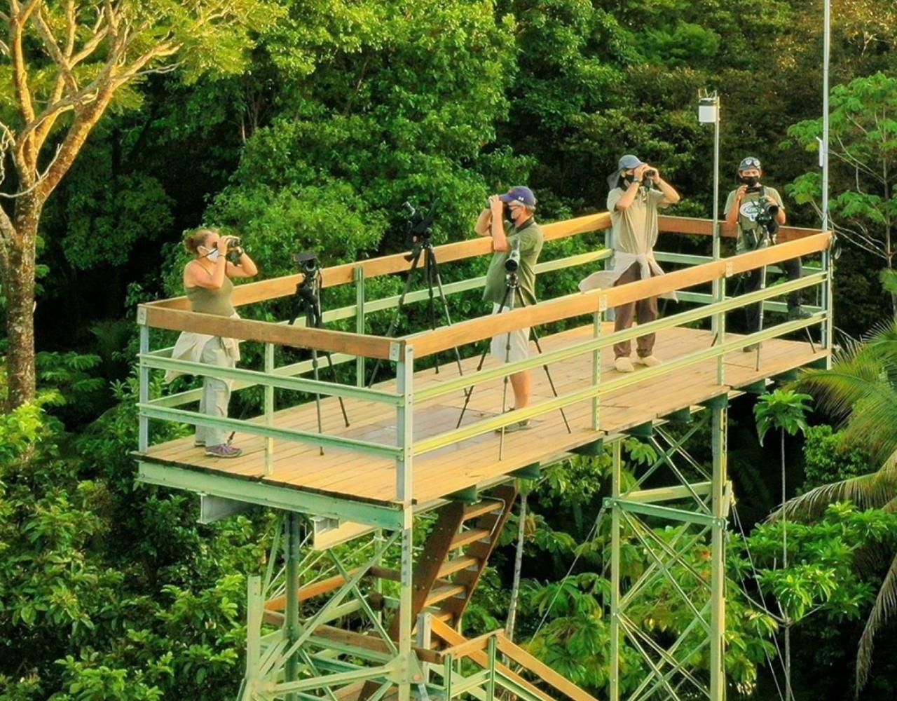 Birding Panama, Bird watching Western Panama, Panama Nature Tour, Tranquilo Bay, Naturalist Journeys, Wildlife Tour, Wildlife Photography, Ecotourism, Specialty Birds, Birding Hotspot