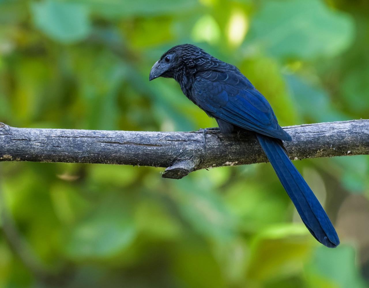 Birding Panama, Bird watching Western Panama, Panama Nature Tour, Tranquilo Bay, Naturalist Journeys, Wildlife Tour, Wildlife Photography, Ecotourism, Specialty Birds, Birding Hotspot