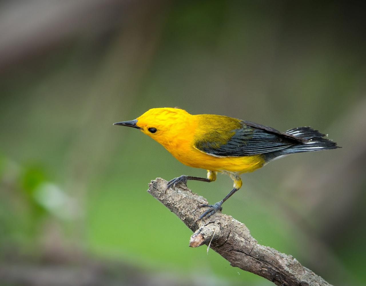 Birding Panama, Bird watching Western Panama, Panama Nature Tour, Tranquilo Bay, Naturalist Journeys, Wildlife Tour, Wildlife Photography, Ecotourism, Specialty Birds, Birding Hotspot